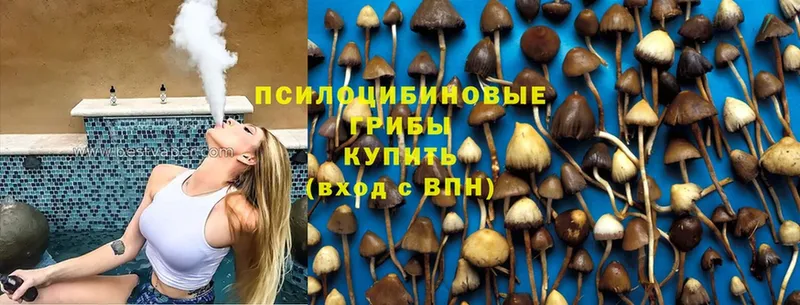 Псилоцибиновые грибы Cubensis  закладки  Бабаево 